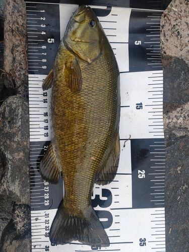 スモールマウスバスの釣果