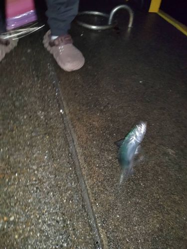 釜石湾