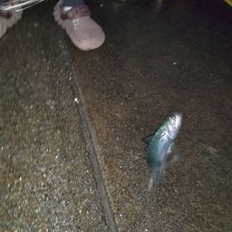 イカ