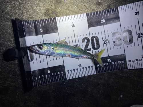 サバの釣果