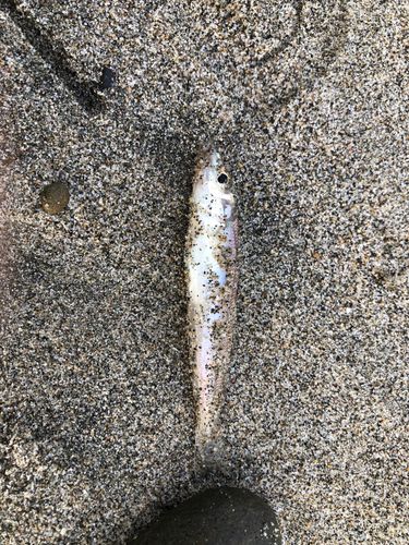 キスの釣果