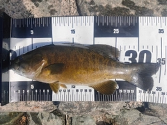 スモールマウスバスの釣果