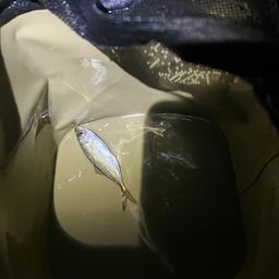 アジ