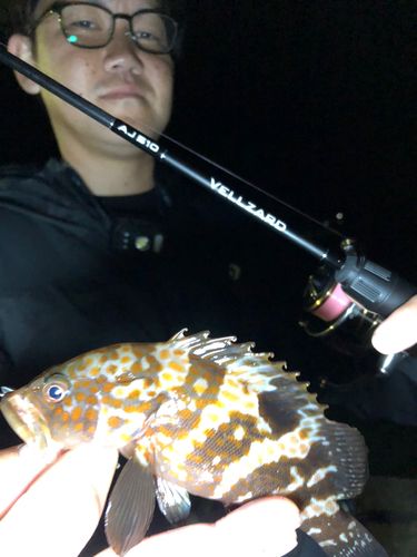キジハタの釣果