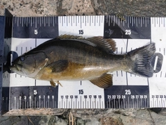 スモールマウスバスの釣果