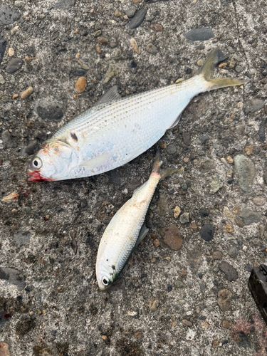 那珂湊港