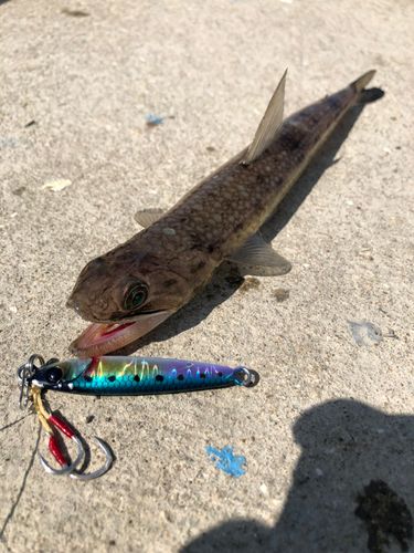 エソの釣果