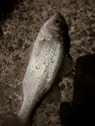 表浜名湖