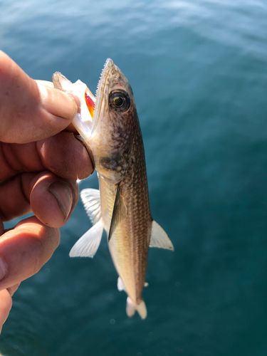 エソの釣果