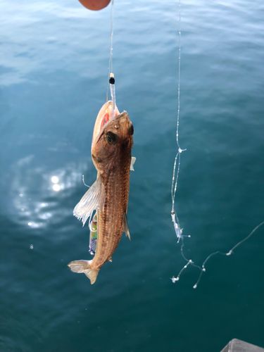 エソの釣果