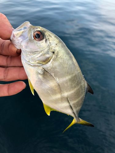 ギンガメアジの釣果