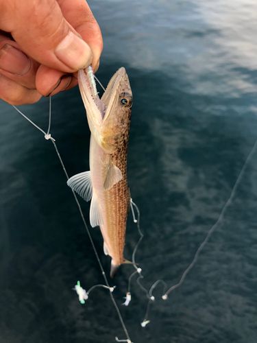 エソの釣果