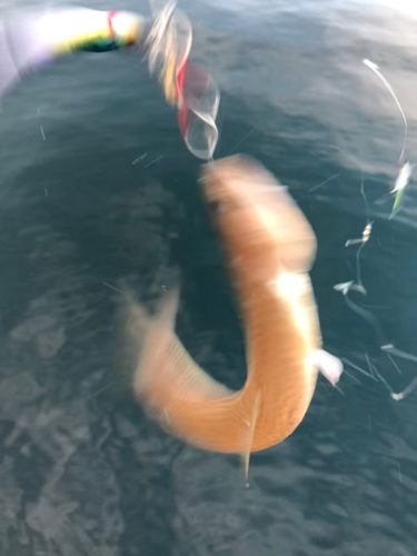 エソの釣果