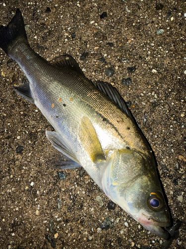 セイゴ（マルスズキ）の釣果