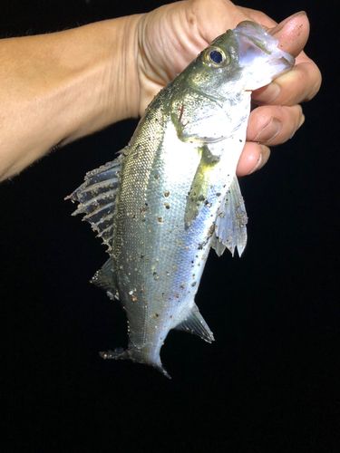 セイゴ（マルスズキ）の釣果