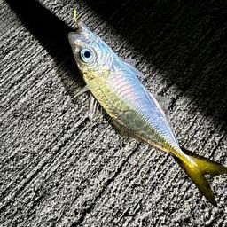 アジ