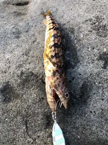 エソの釣果