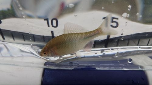 カネヒラの釣果