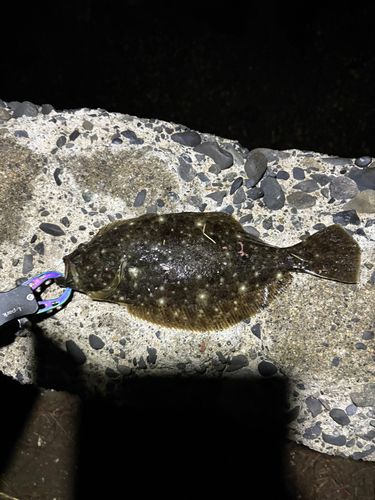 ソゲの釣果