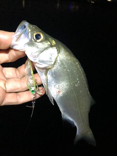 セイゴ（ヒラスズキ）の釣果