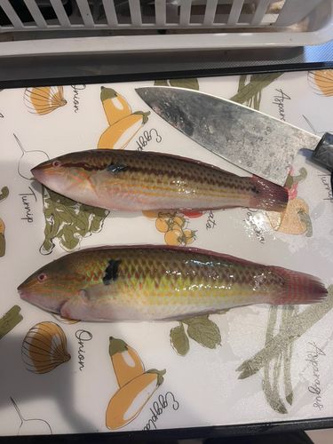 ベラの釣果