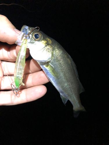 セイゴ（マルスズキ）の釣果