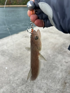 エソの釣果