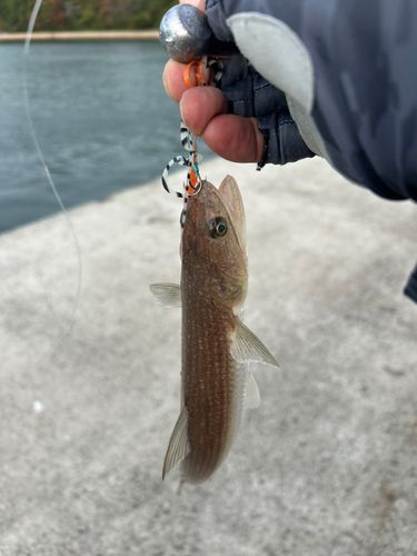 エソの釣果