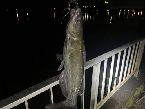 アメリカナマズの釣果
