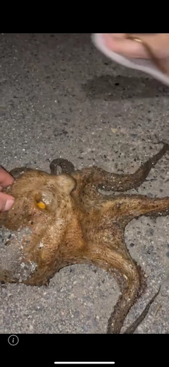 タコの釣果