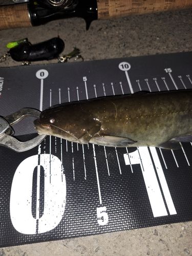 ナマズの釣果