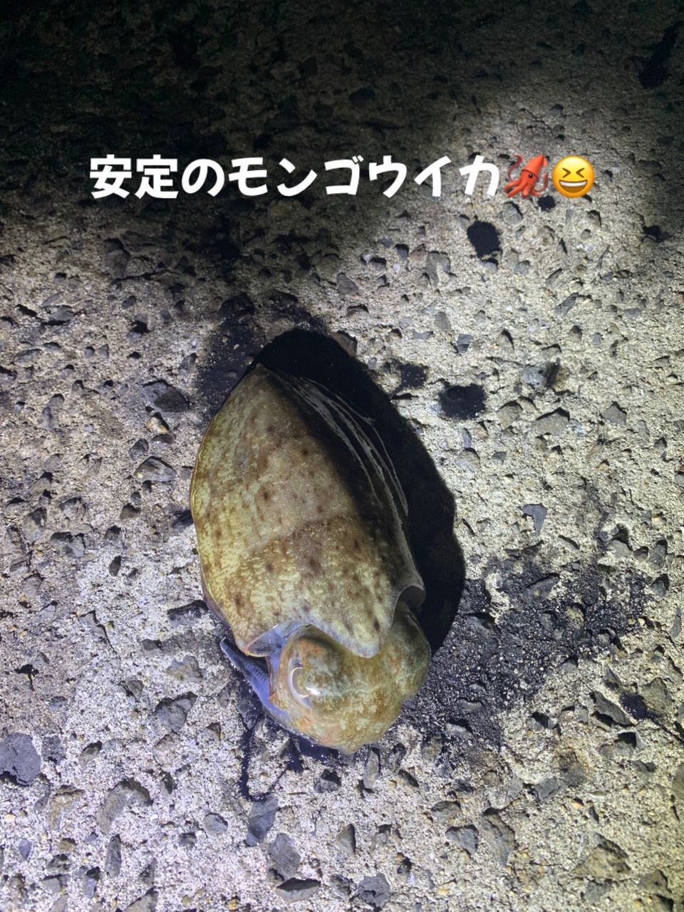 モンゴウイカ