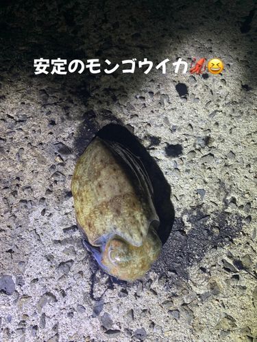モンゴウイカの釣果