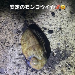 モンゴウイカ