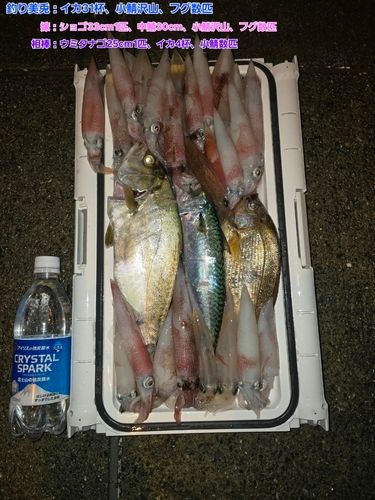 ショゴの釣果