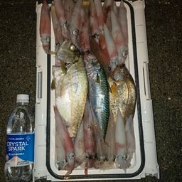ショゴ
