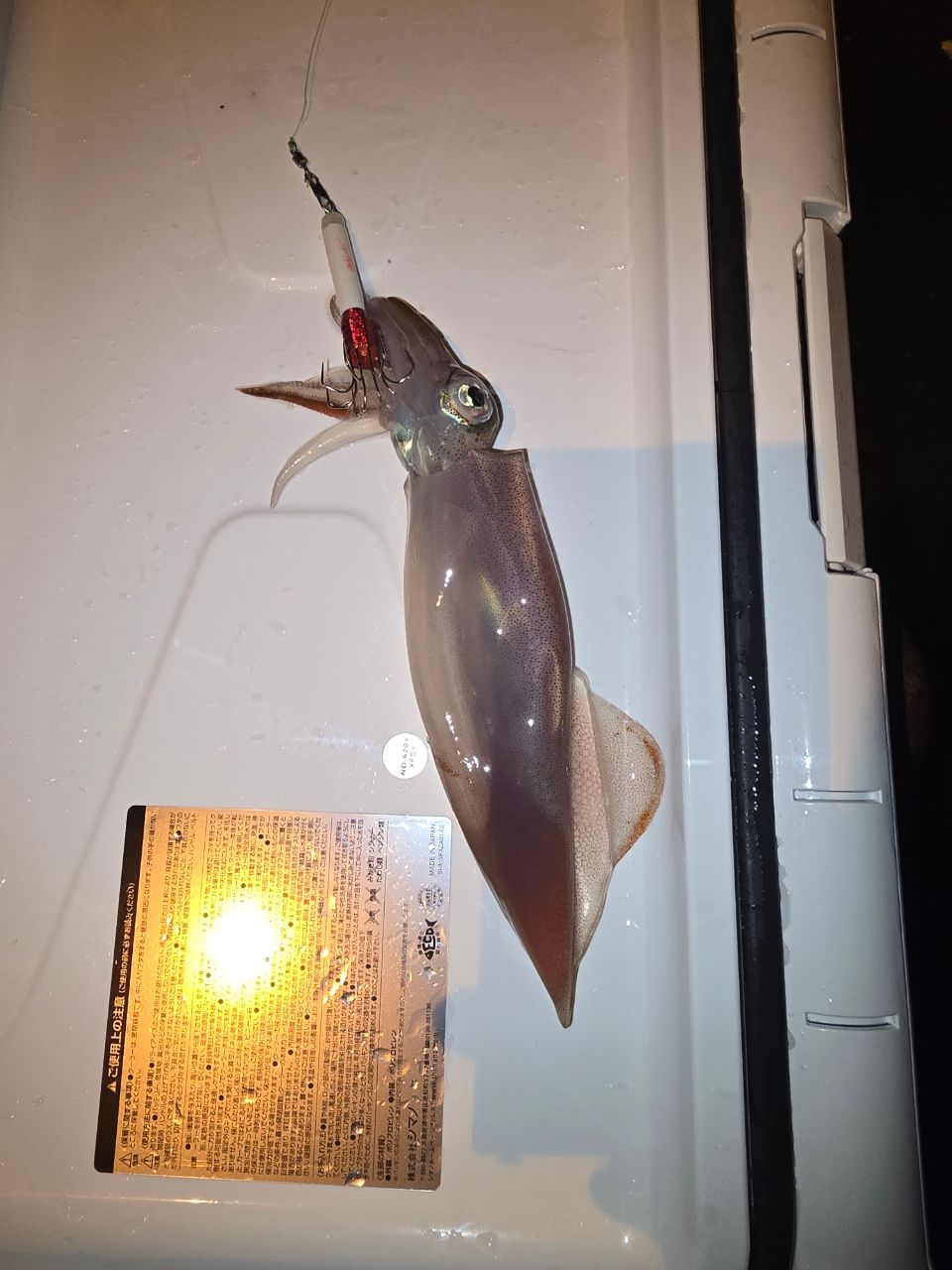 ショゴ