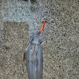 アオリイカ