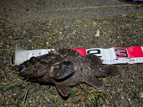 オウゴンムラソイの釣果