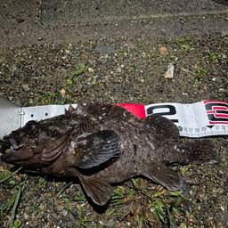 オウゴンムラソイ