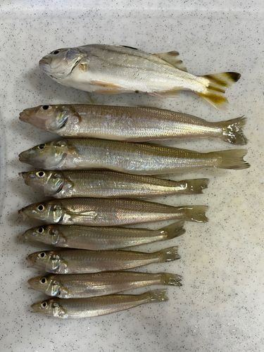 キスの釣果