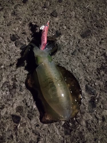 鹿児島湾南部