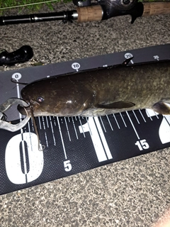 ナマズの釣果