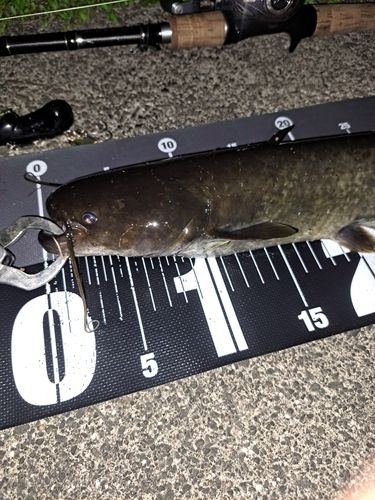 ナマズの釣果