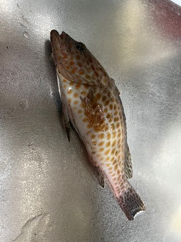 オオモンハタの釣果