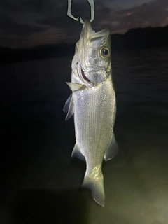 セイゴ（ヒラスズキ）の釣果