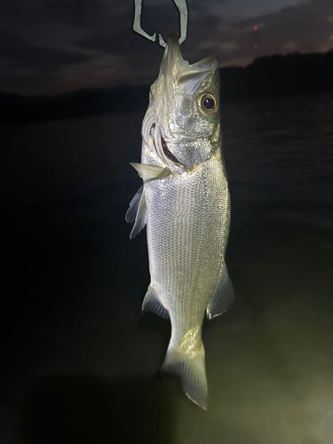 セイゴ（ヒラスズキ）の釣果