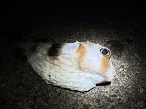 イシガキフグの釣果