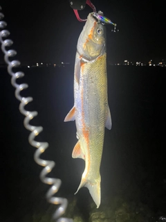 マルタウグイの釣果
