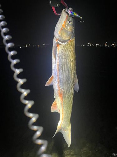 マルタウグイの釣果
